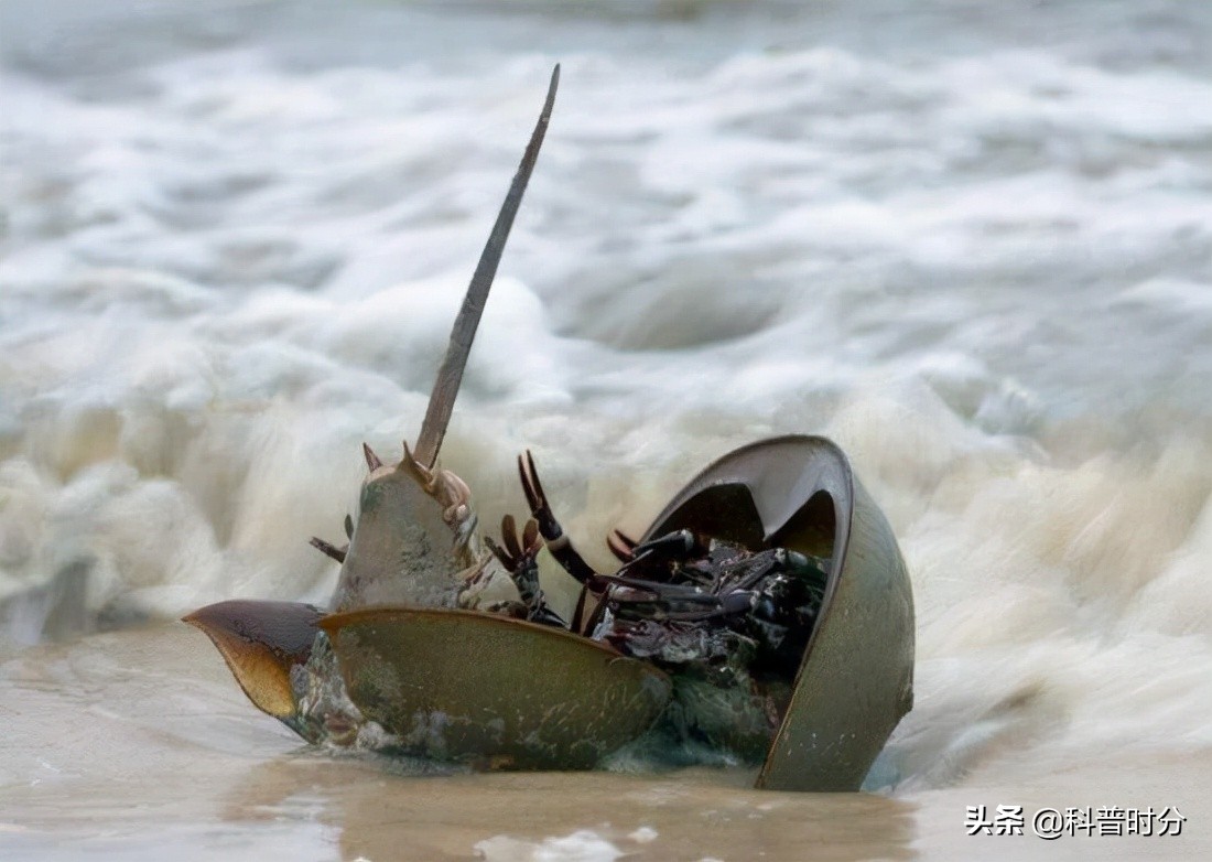 4亿多年蓝色血液引人类陷入绝境,4亿岁生物被疯狂抽血