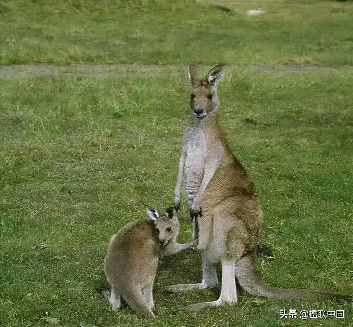 咏袋鼠诗点评——陇诗月旦辛丑小寒篇