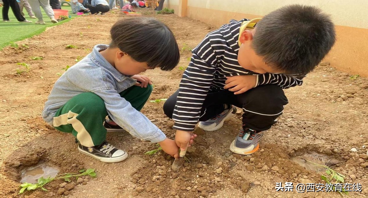 小种植大收获——新合四幼种植活动