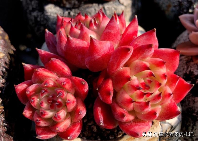 天天逛直播间买多肉，你搞清楚了伪群、散群和整桩有什么区别吗？