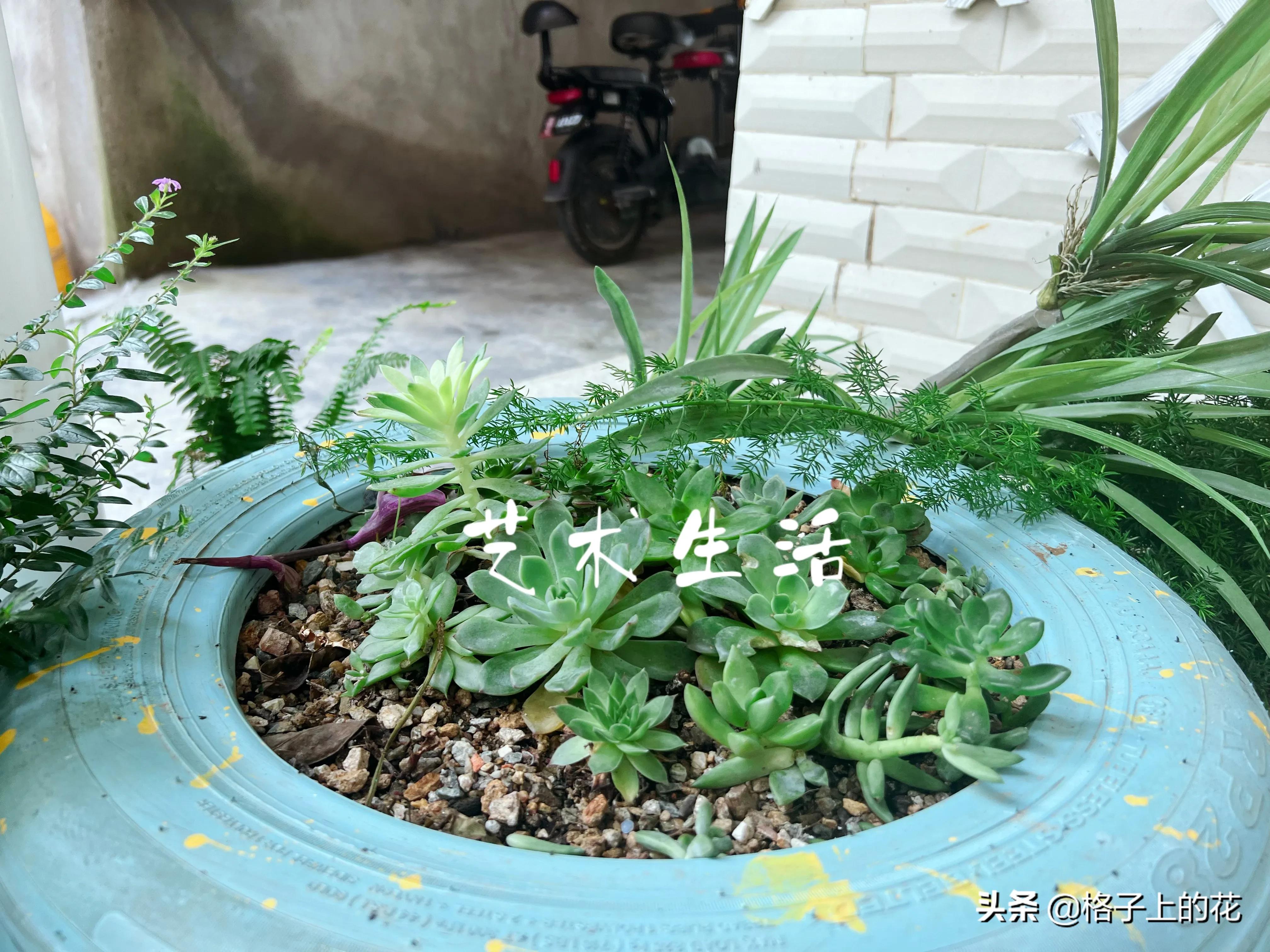 惠州怎么坐船出海旅游,惠州坐船上岛游玩攻略