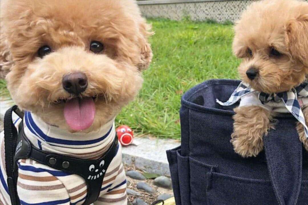 狗吃过零食不吃饭怎么办,狗不小心吃过期东西拉稀了