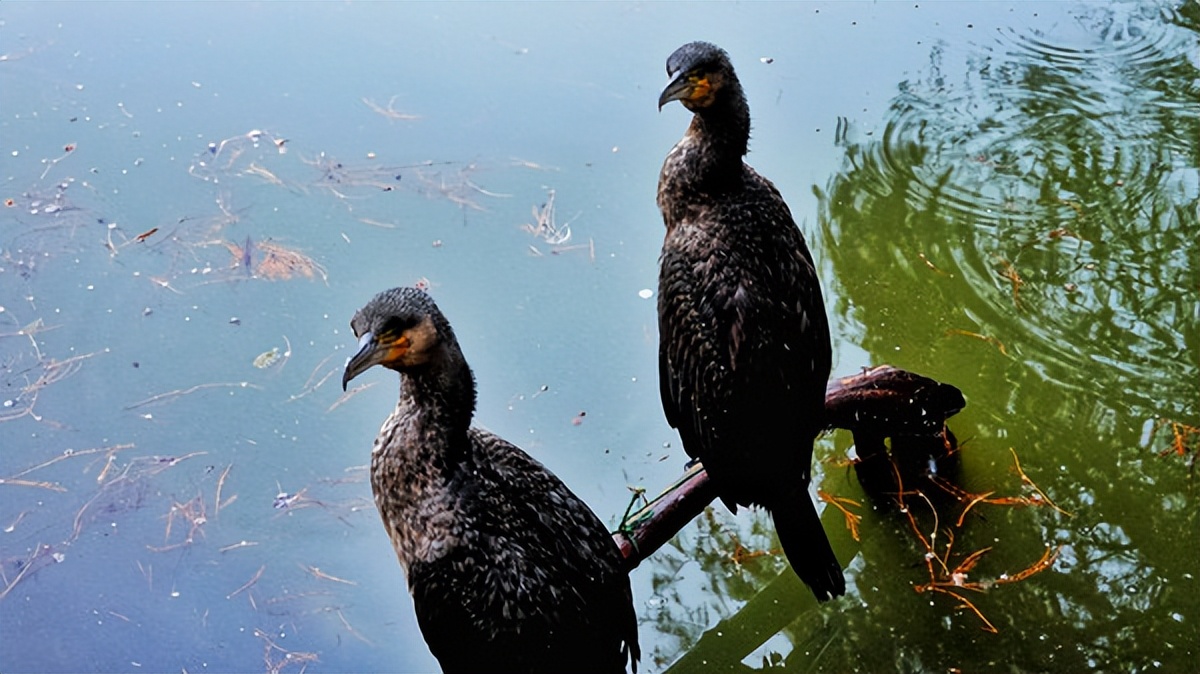在江苏的“绿林仙海”中，寻找侠气与柔情