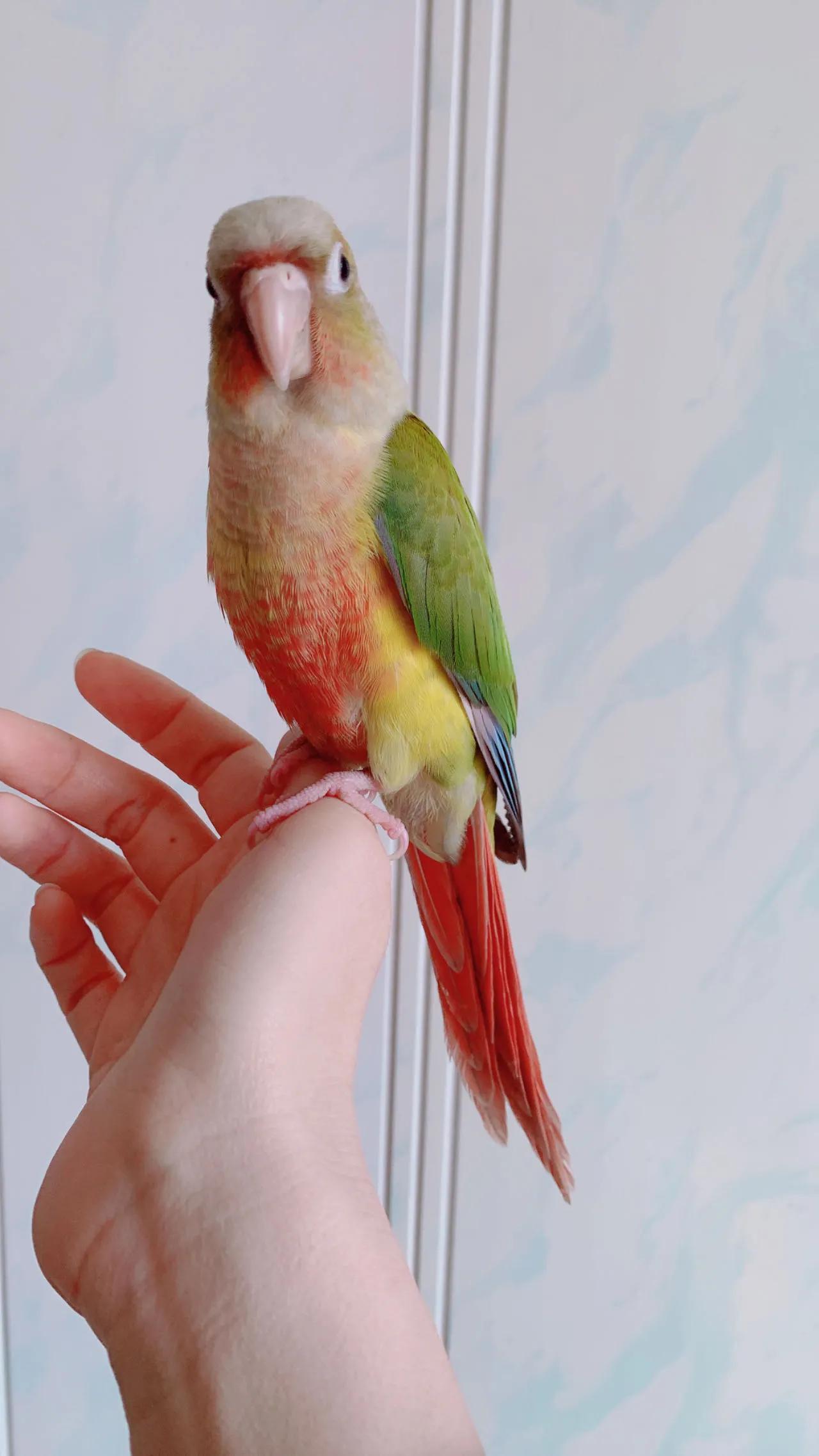 鹦鹉太粘人是什么感觉,怎么养鹦鹉很粘人