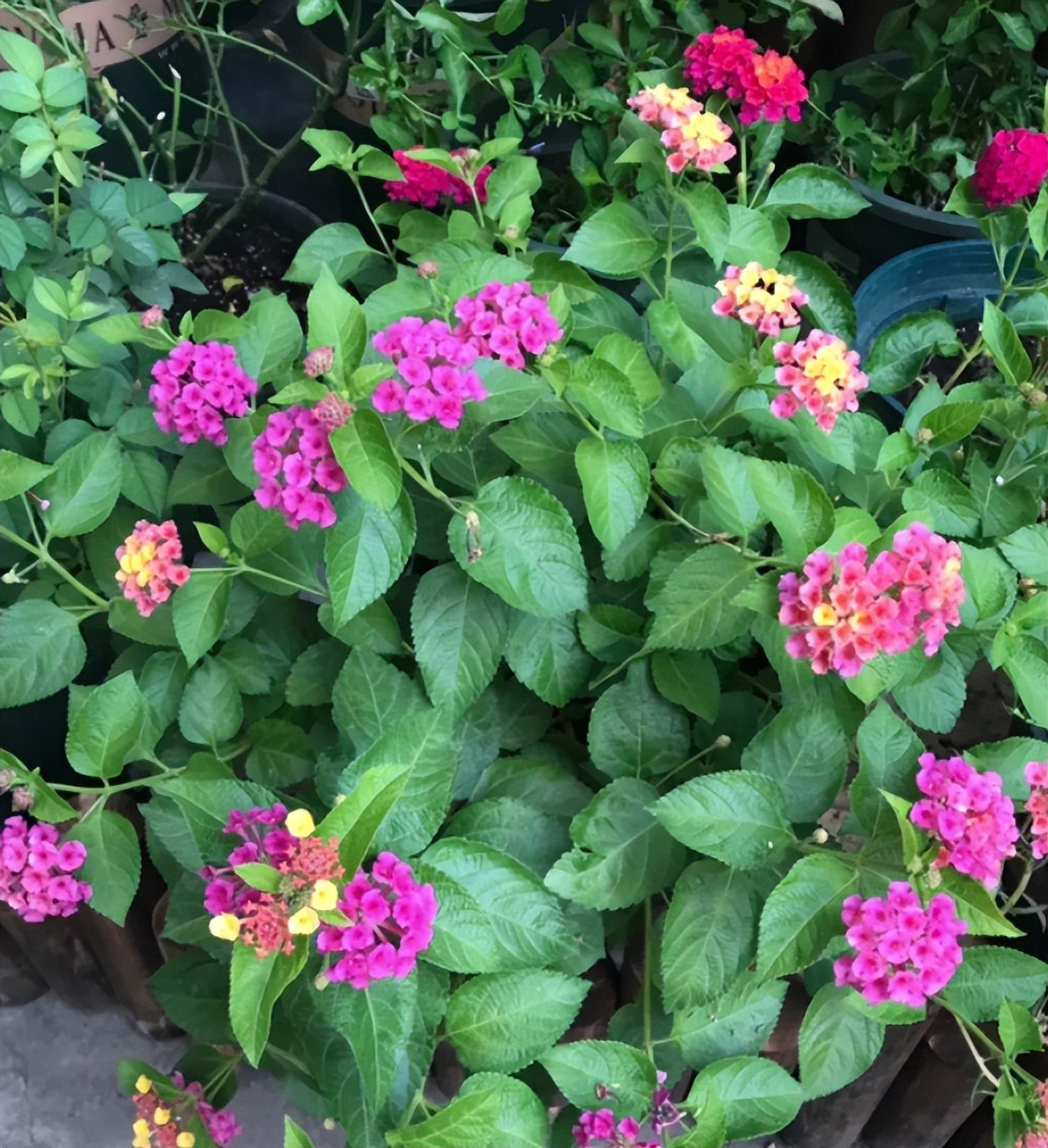 不想养的花太乱太杂哪些值得养,家中千万别养这8种毒花