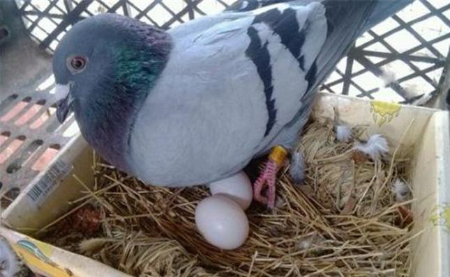 鸽子产蛋量下降的原因及防治方法,鸽子产蛋少什么原因