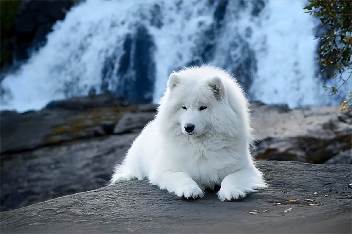 普安特驱虫药狗狗吃了呕吐,狗狗晕车吐了之后一直不吃饭