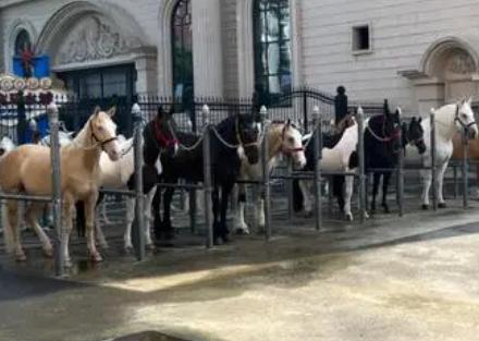 确定全麻手术后马匹心律失常的患病率和性质，评估心律失常的风险