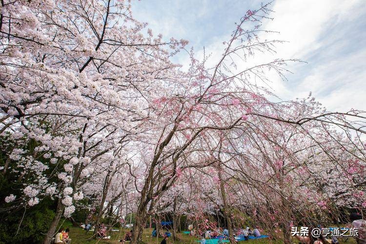 日本团队旅游团购直播,日本旅游机票最低价
