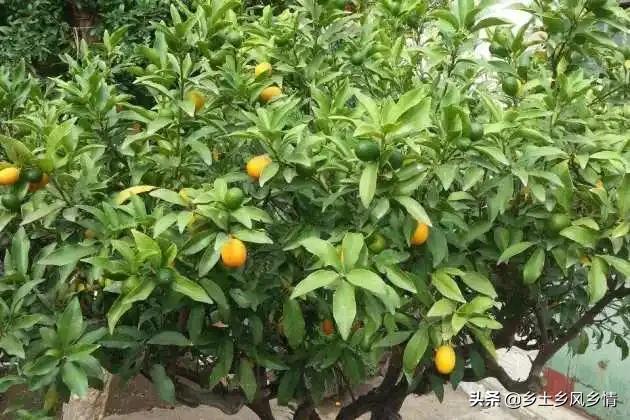 农村小院子种什么树最合适,农村庭院种树怎么好看