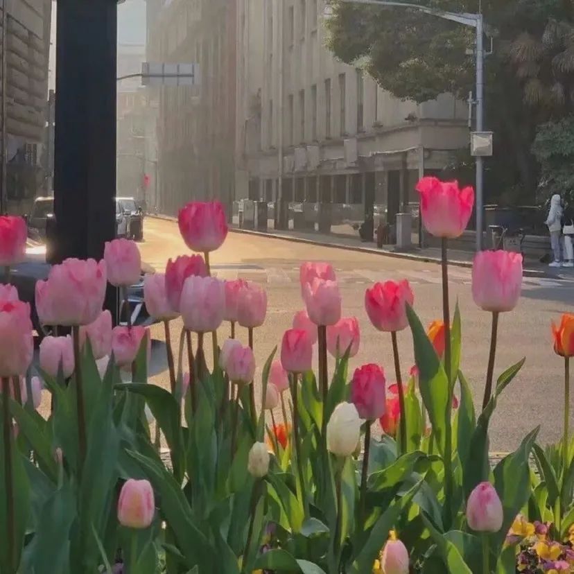 背景图ins风鲜花,ins复古黑色鲜花壁纸