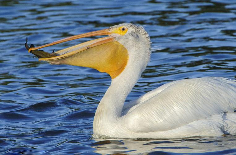 巨兜捞食的“大嘴怪”——鹈鹕