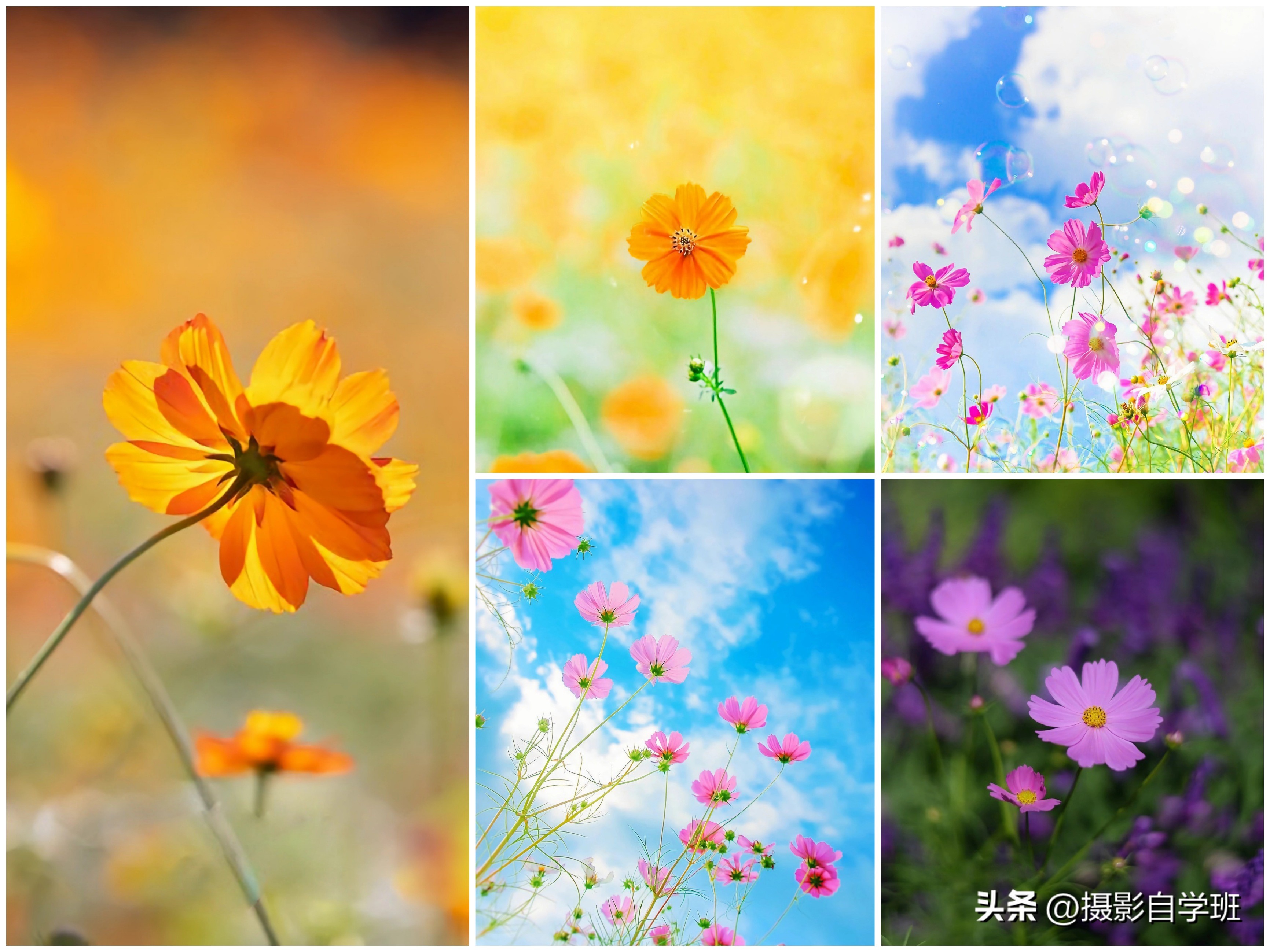 格桑花拍摄技巧,格桑花怎么拍照好看