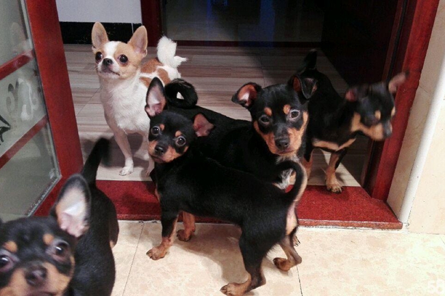 小鹿狗生病什么症状,小鹿犬如果生病了是什么样子