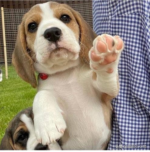 迪士尼比格犬,迪士尼里的比格犬叫什么