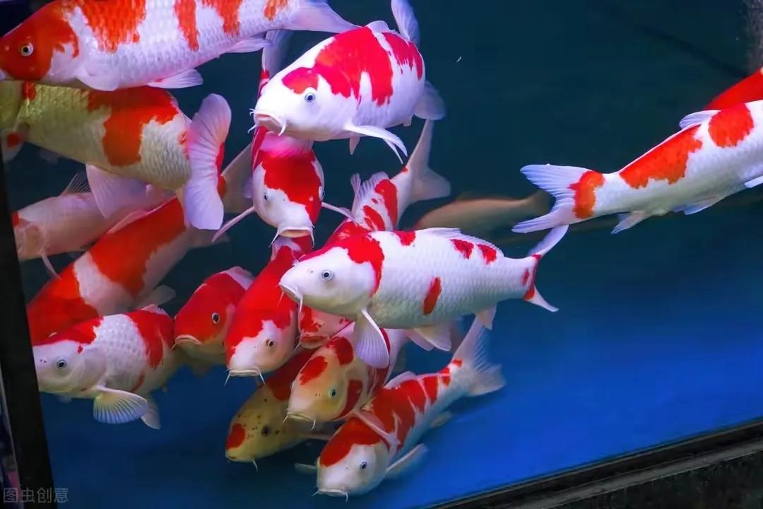 养鱼新手选上过滤还是下过滤,新手养鱼买怎样的过滤又便宜又好