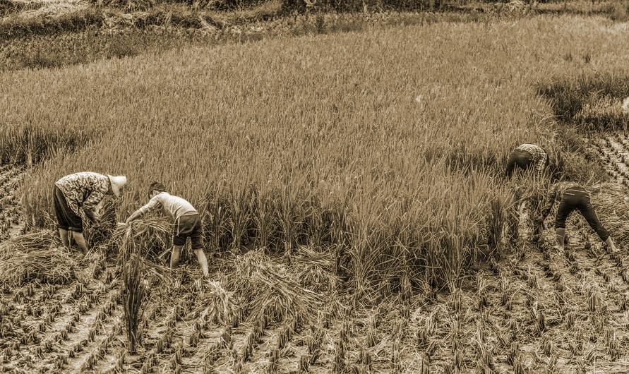 知青上山下乡真实遇见狼的事件,知青下乡是属于哪个大事件