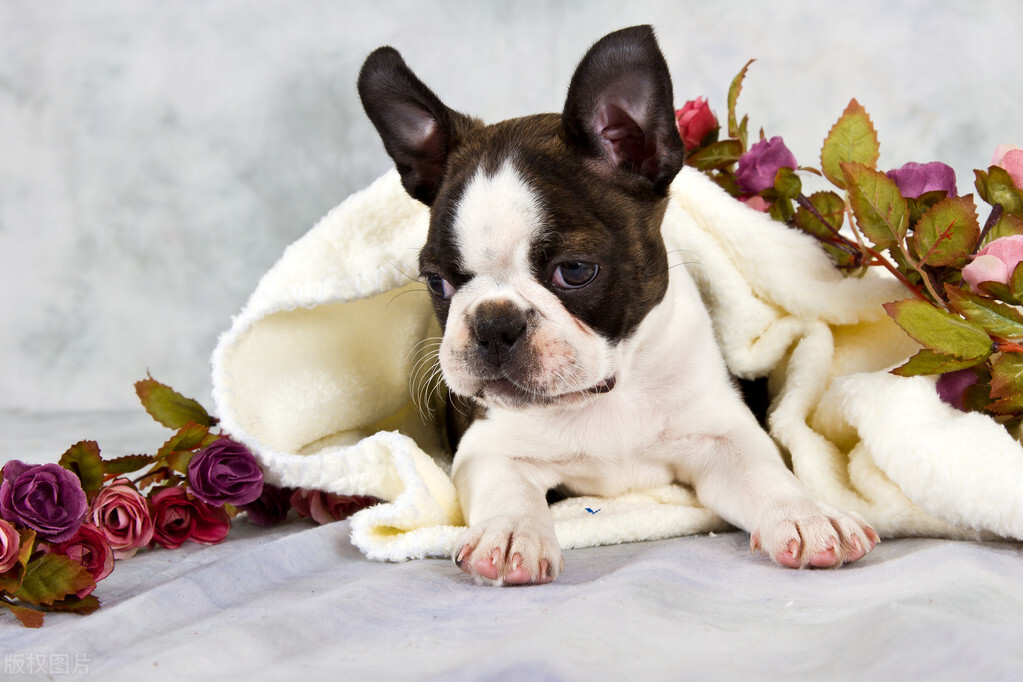 5种最受欢迎的狗狗你养了哪一种,最适合女生养的十一种可爱狗狗