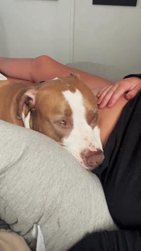 狗狗听主人胎动很惊讶,狗狗听胎动惊讶