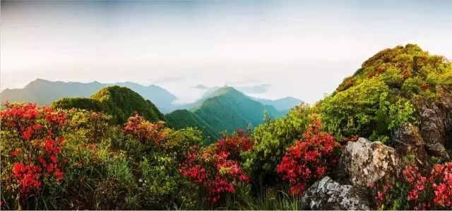 林中若有花，念的必是映山红