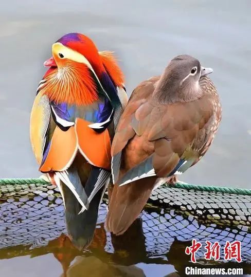 西湖“四大天王”三缺一，锦鲤也逃不出TA的嘴...