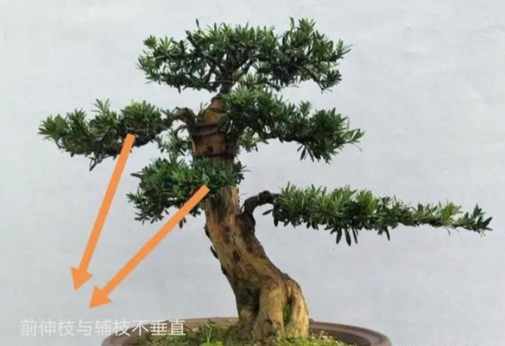 不理解枝条分布？掌握这4点，哪种造型都不难