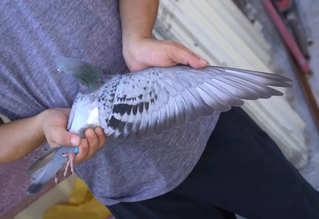 陋棚一样可以飞出“飞龙荣耀杯”13760羽总冠军，王志杭夺得亚军