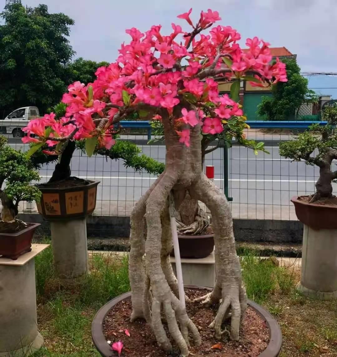 容易养的花苗而且开花时间长,10种公认最好养的花占地小