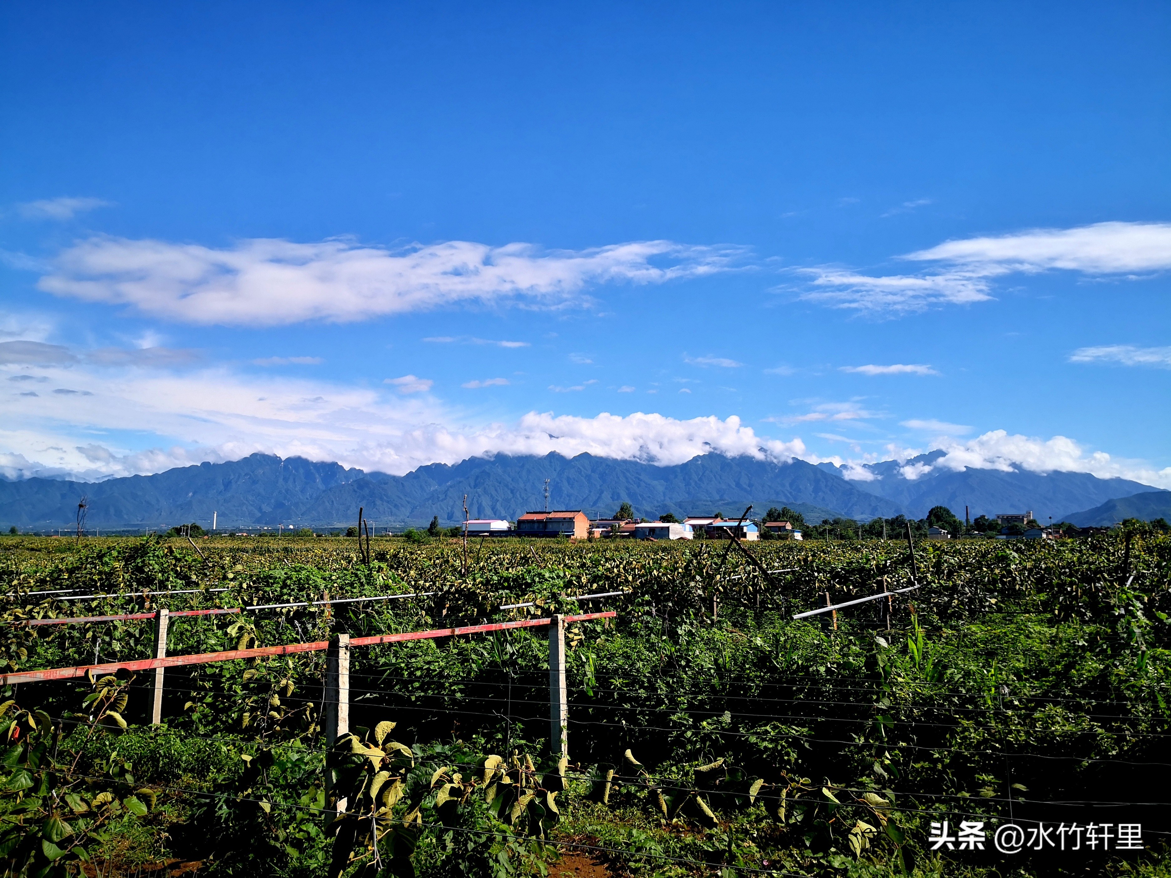 猕猴桃蒸熟了吃好吗,猕猴桃滞销了怎么办