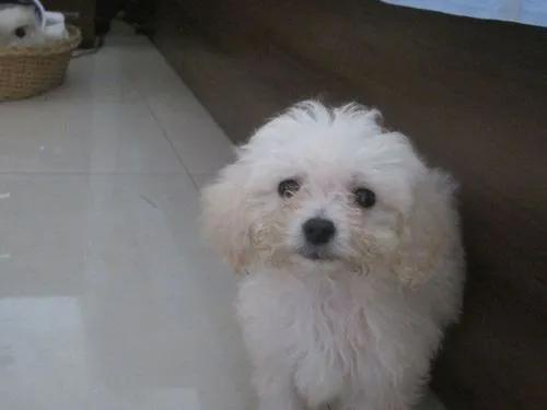 让比熊流浪等于让它“送死”，希望你别抛弃它