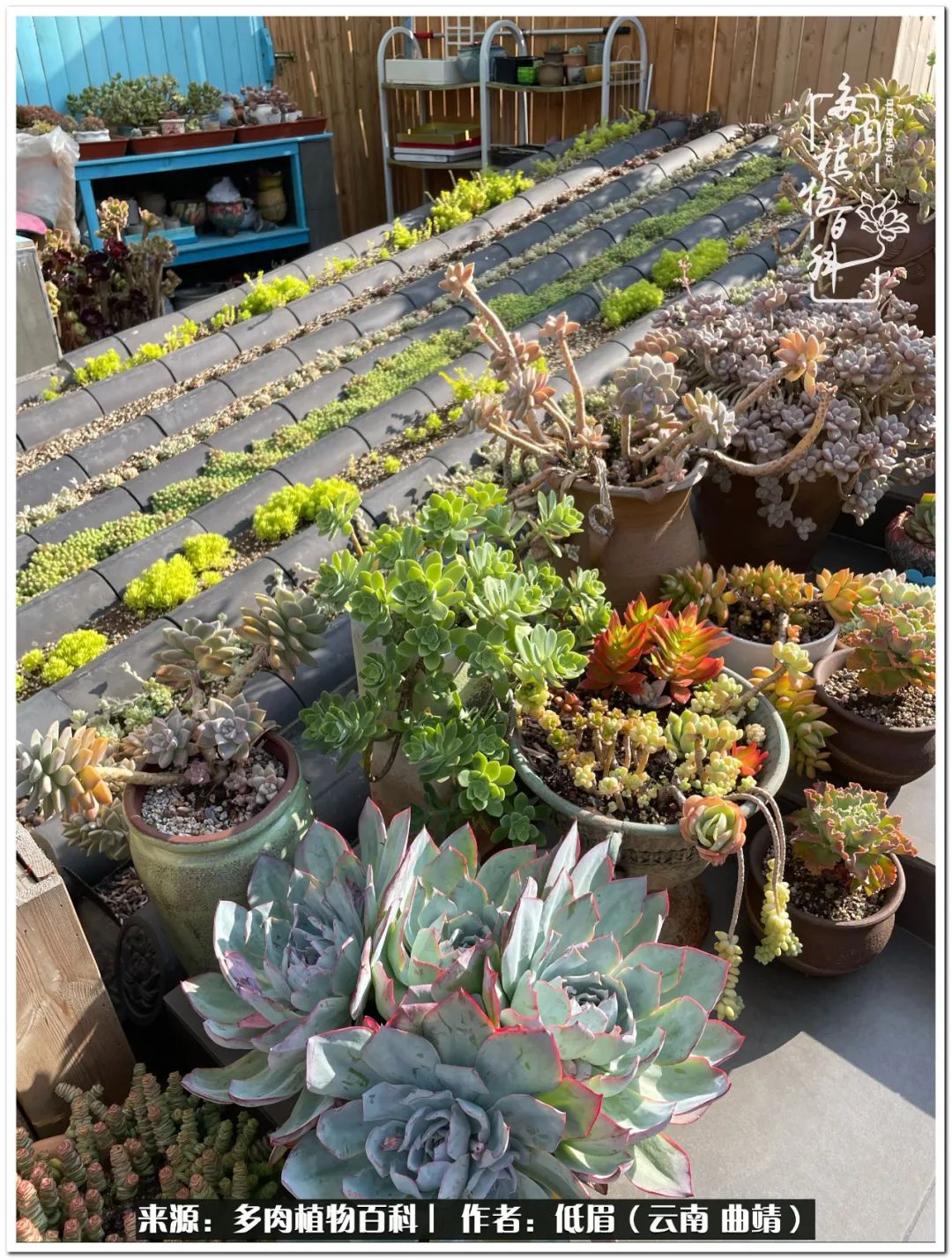 养了8年的多肉,养了七年多肉