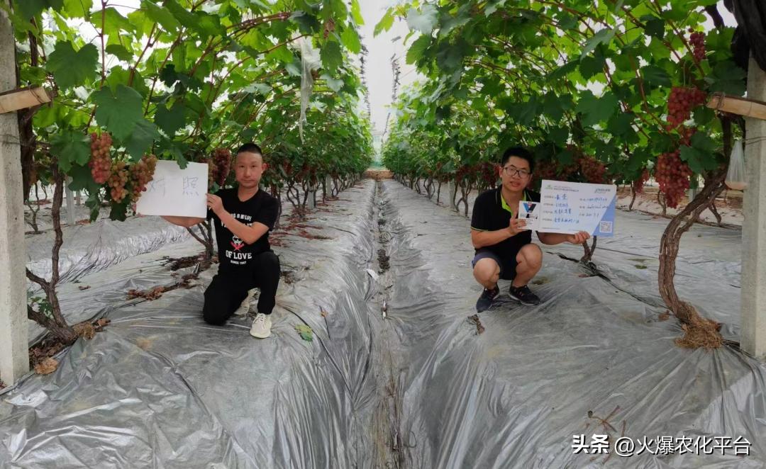 西班牙原装进口肥料艾德拉,西班牙艾德拉农肥料有限公司