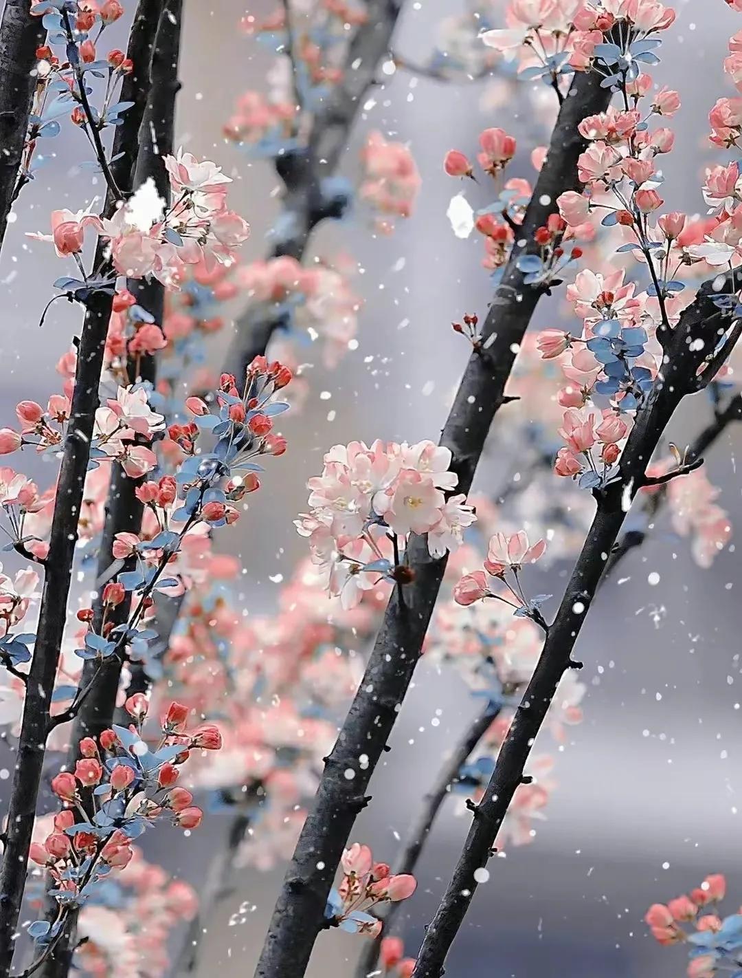 年年岁岁春去秋来,年年岁岁盼新春