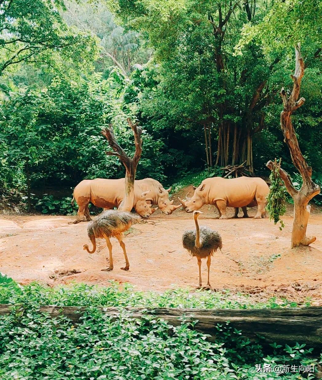 长隆野生动物园两大一小,长隆野生动物园一家三口