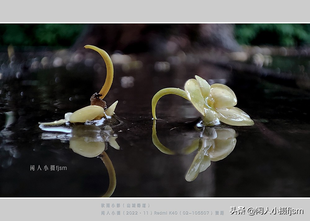 手机拍摄微距人像教程,关于手机微距摄影的一些小技巧