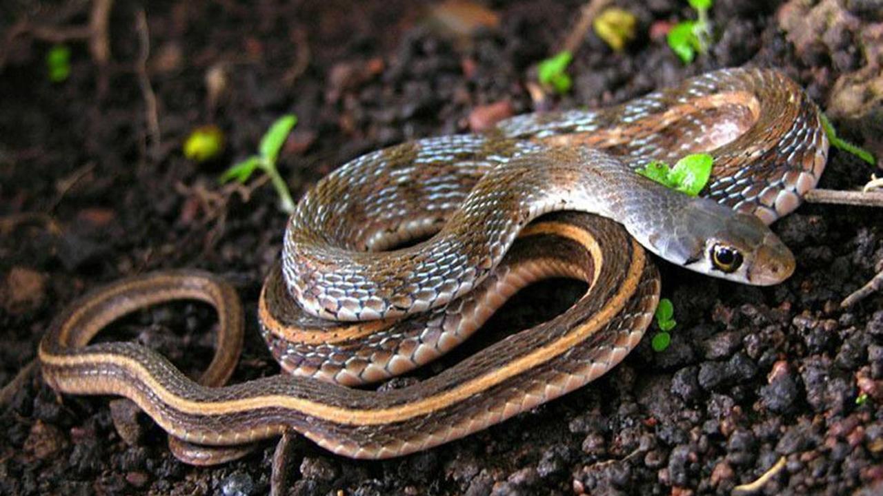 男子被蜘蛛咬了一口居然没事,男子被蜘蛛咬伤后进icu