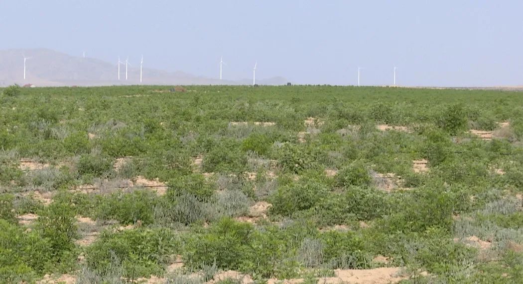 艾草产业致富的视频,枣园镇艾草成为乡村振兴致富草