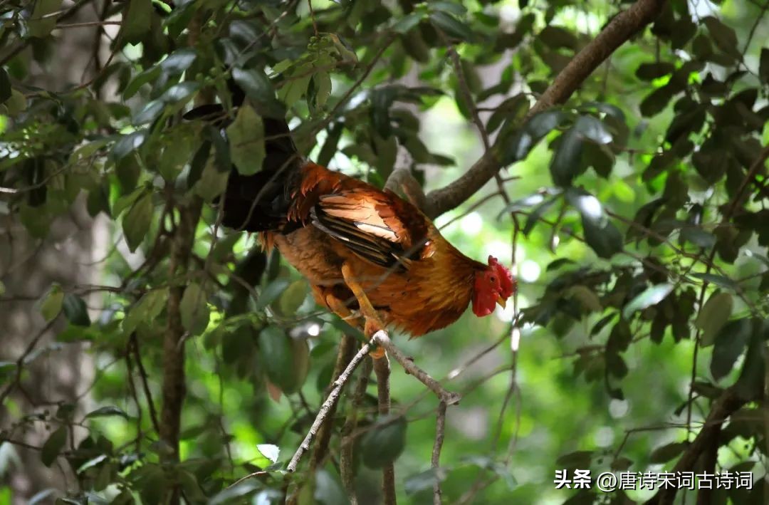 鸡鸣桑树颠出自哪里,鸡鸣桑树颠的下一句