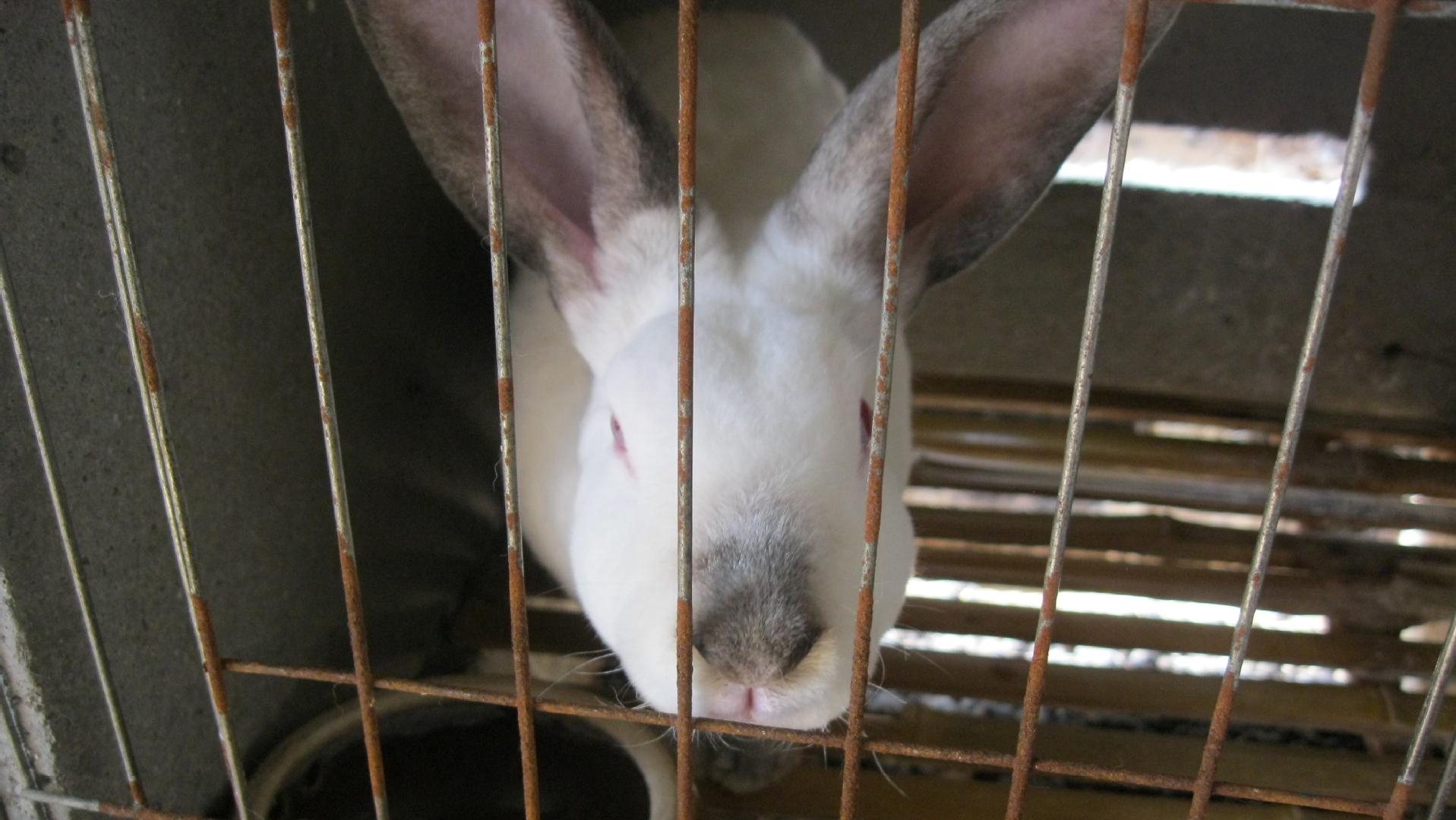 养殖场疾病,养殖兔子生病的状态和解决办法