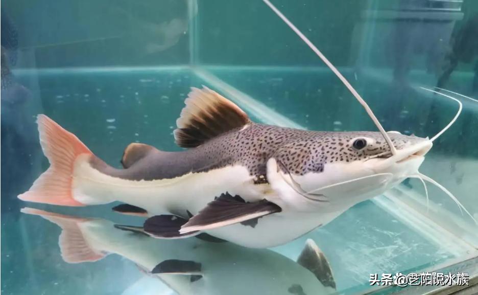 互动性强的观赏鱼好养,哪些观赏鱼会和主人互动