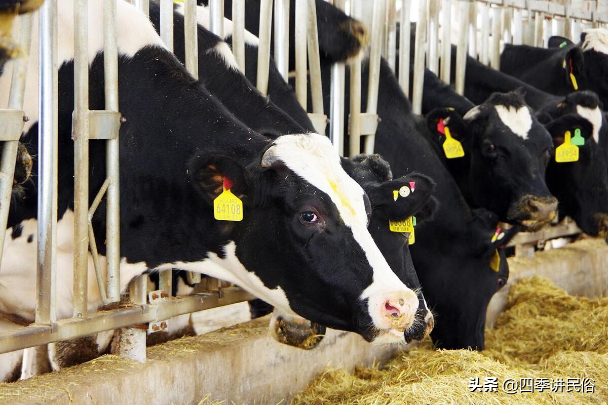 农村冷门生意有哪些 (农村有哪些没被发现的冷门生意)