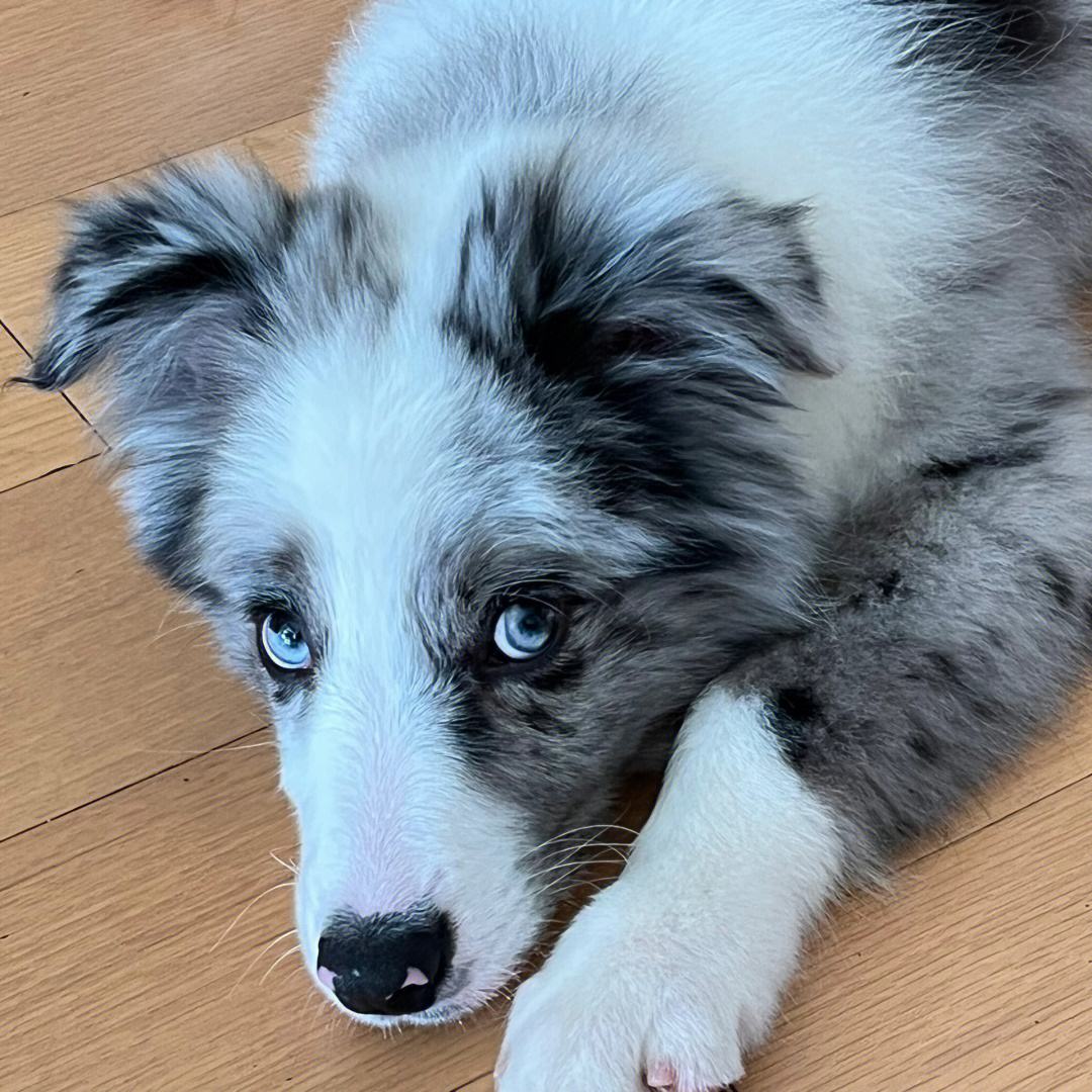 什么狗最忠诚最护主和凶猛又好养,这几种狗一旦抛弃很难独自活下去