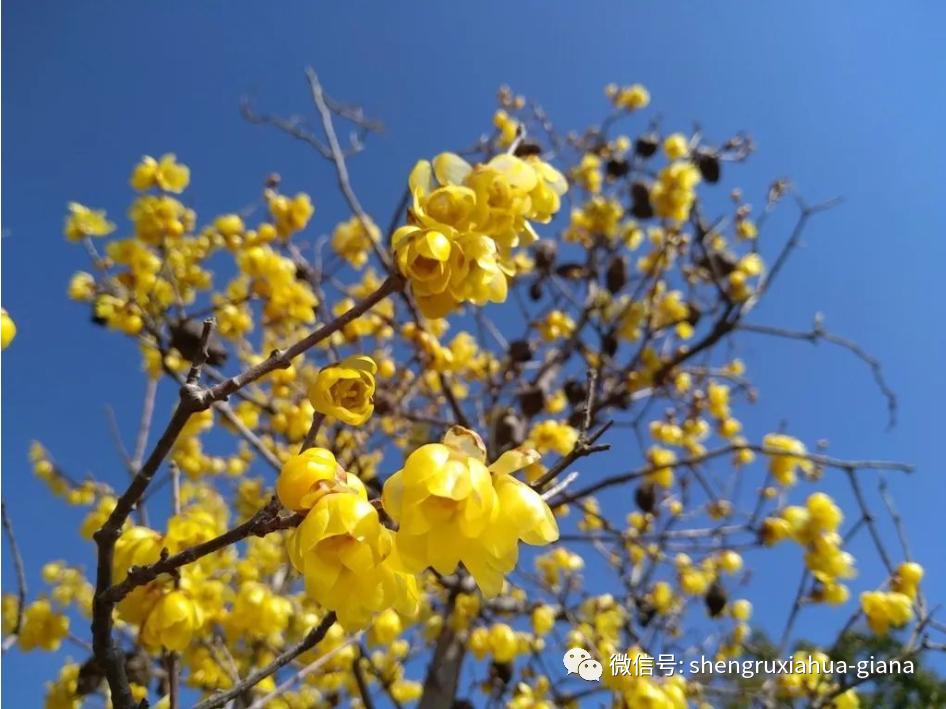 腊梅是在腊月开的,梅花是蜡梅还是腊梅