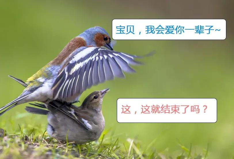 动物交，配时间表，最短0.3秒，最长的竟然是……