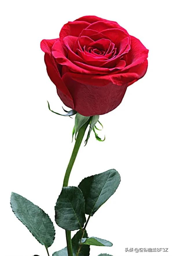 一捧红玫瑰,一捧玫瑰最便宜多少元