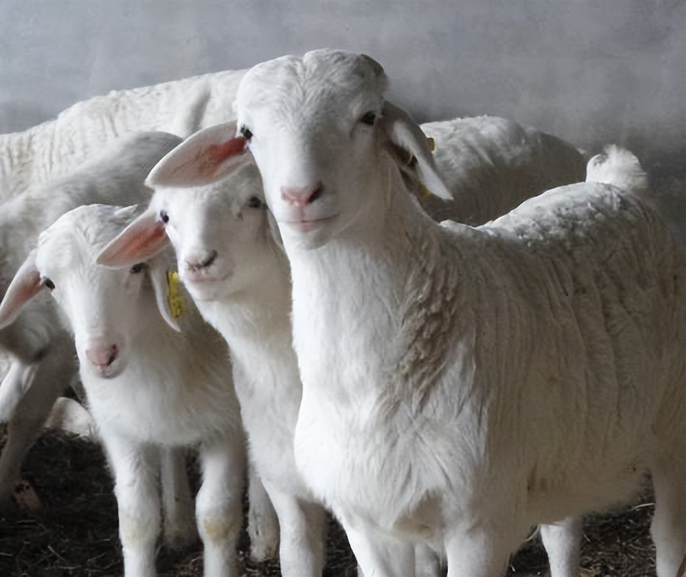 为什么小尾寒羊不太受欢迎,为什么都说小尾寒羊不好养