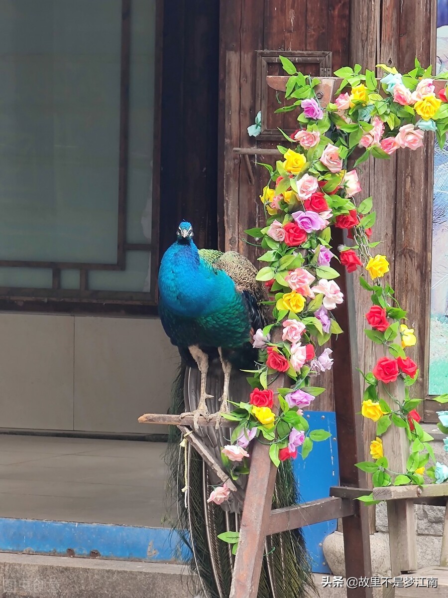 百鸟园儿童乐园,百鸟公园儿童乐园