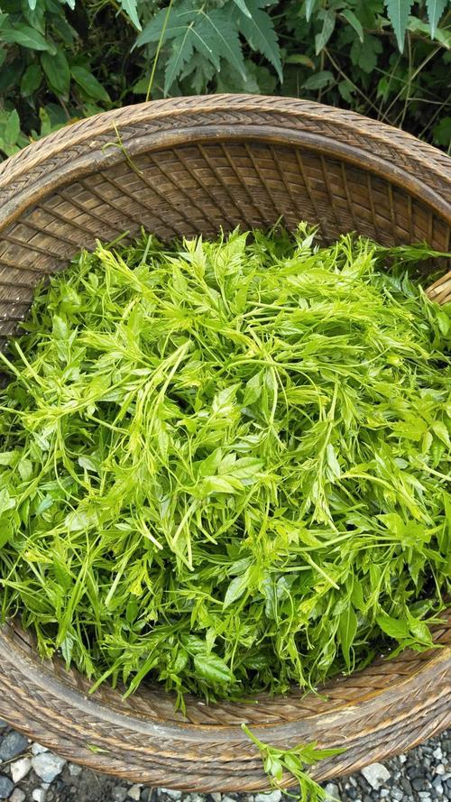 蛇葡萄和莓茶,莓茶与显齿蛇葡萄