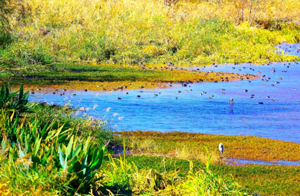 邛海鸟类保护动物名录,邛海动植物有哪些