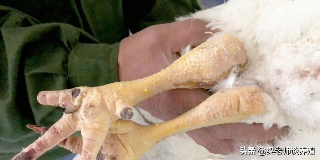 强力霉素+泰乐菌素，简单实用，防治养鸡场3大类混感病